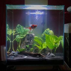 fish tank for sale