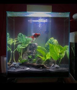 fish tank for sale