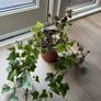 ivy plant Image 2