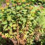 Large Hypericum bush (St John's Worth) in a pot Image 2