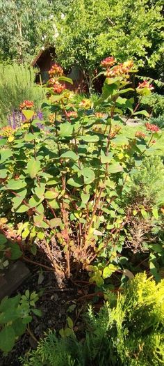 Large Hypericum bush (St John's Worth) in a pot