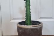Euphorbia Trigona Rubra cactus succulent in terracotta pot