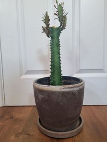 Euphorbia Trigona Rubra cactus succulent in terracotta pot