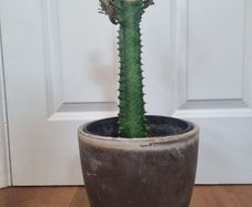 Euphorbia Trigona Rubra cactus succulent in terracotta pot