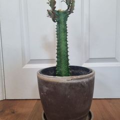 Euphorbia Trigona Rubra cactus succulent in terracotta pot