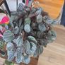 plants Image 3