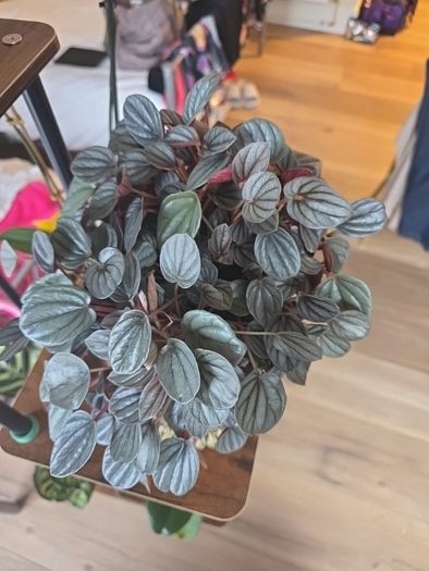 plants
