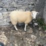 Ewe Lambs Image 9