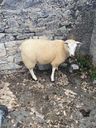 Ewe Lambs