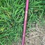 vintage golf clubs Image 7