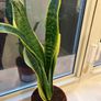 1 Snake plant with wave Image 2