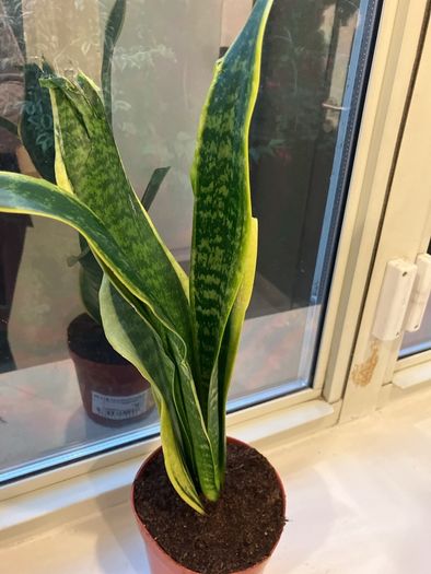 1 Snake plant with wave