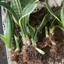 snake plant Image 3