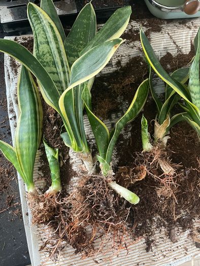 snake plant