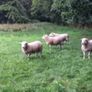 Lleyn Rams Image 6