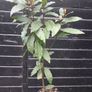 Bayleaf tree Image 3