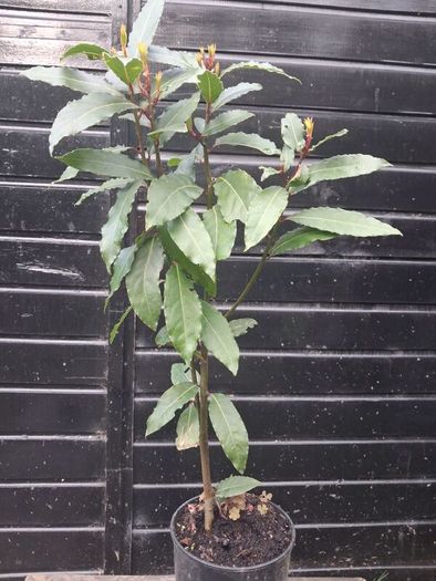Bayleaf tree