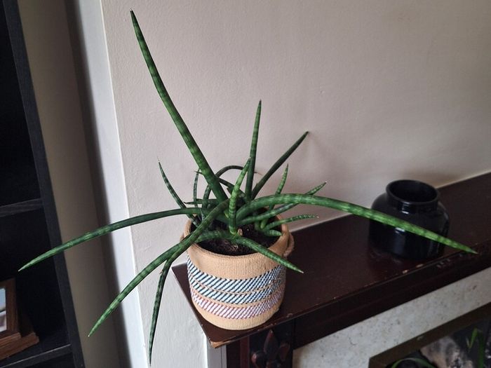 Healthy Sansevieria Cylindrica (African Spear) in  Ethnic  Pot