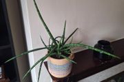 Healthy Sansevieria Cylindrica (African Spear) in  Ethnic  Pot