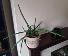 Healthy Sansevieria Cylindrica (African Spear) in  Ethnic  Pot