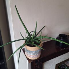 Healthy Sansevieria Cylindrica (African Spear) in  Ethnic  Pot