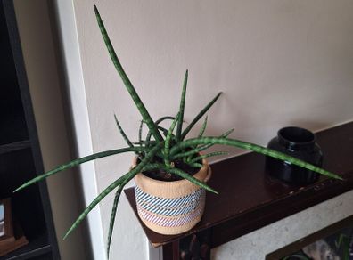 Healthy Sansevieria Cylindrica (African Spear) in  Ethnic  Pot