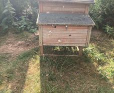 chicken coup and enclosure