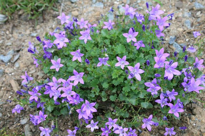 Offshoots, Divisions and Seedlings