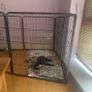 Dog pen Image 4
