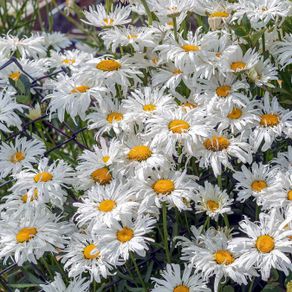 (D) Crazy Daisy seeds 0.05g (430697)