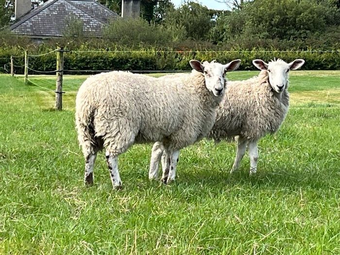 Blue Leicester Hogget