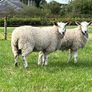 Blue Leicester Hogget Image 8