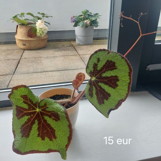Plants