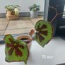 Plants Image 6