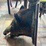 Stuffed boars head Image 4