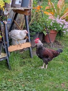 free Roosters