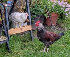 free Roosters