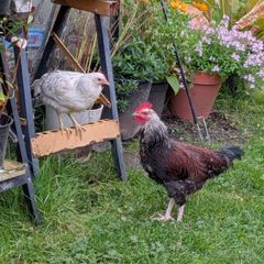 free Roosters