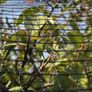 Anti Bird protection netting Image 4