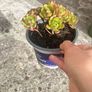 plant Image 2