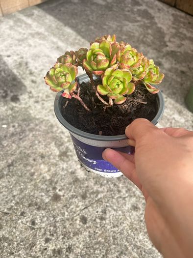 plant