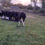 heifers Image 8