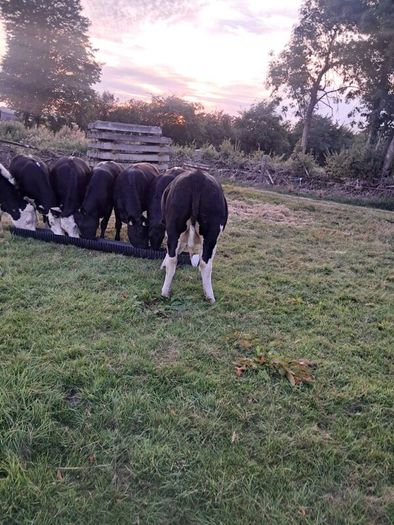 heifers