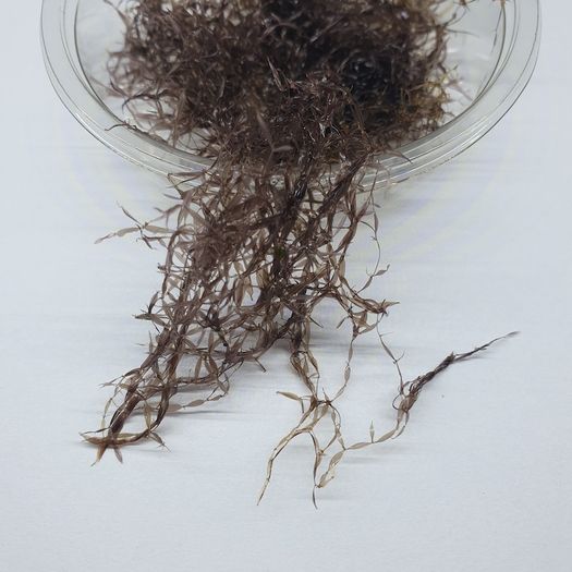 Caloglossa cf. beccarii (Red Moss) 30ml