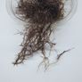 Caloglossa cf. beccarii (Red Moss) 30ml Image 2