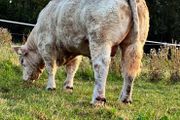 Bull