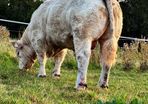 Bull