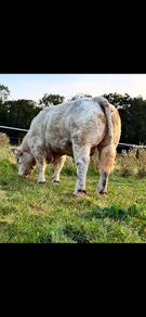 Bull