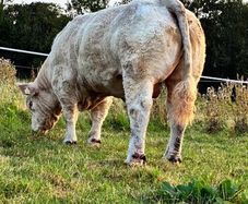 Bull