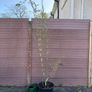 borinda KR 7613 - bamboo Image 2